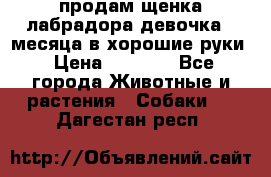 продам щенка лабрадора девочка 2 месяца в хорошие руки › Цена ­ 8 000 - Все города Животные и растения » Собаки   . Дагестан респ.